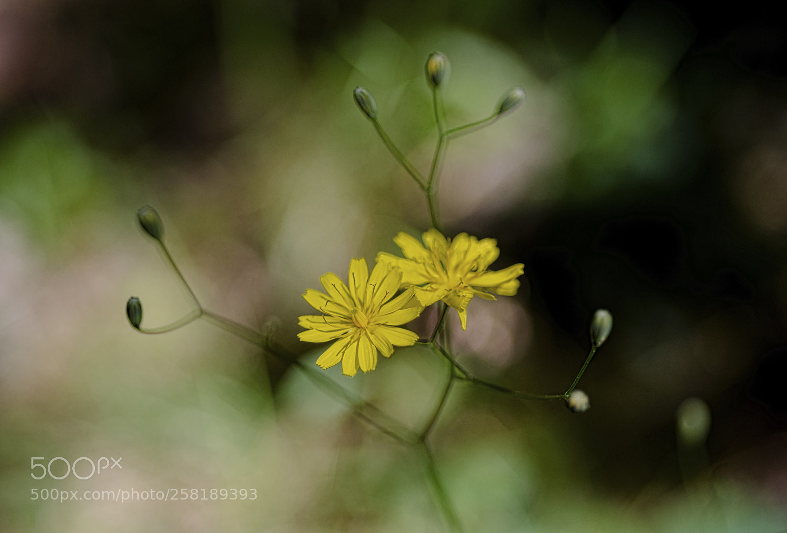 Nikon D810 sample photo. Untitled photography