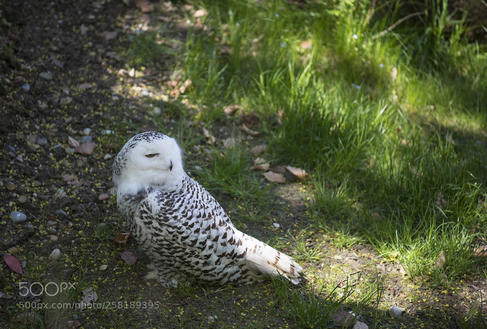 Nikon D850 sample photo. Owl photography
