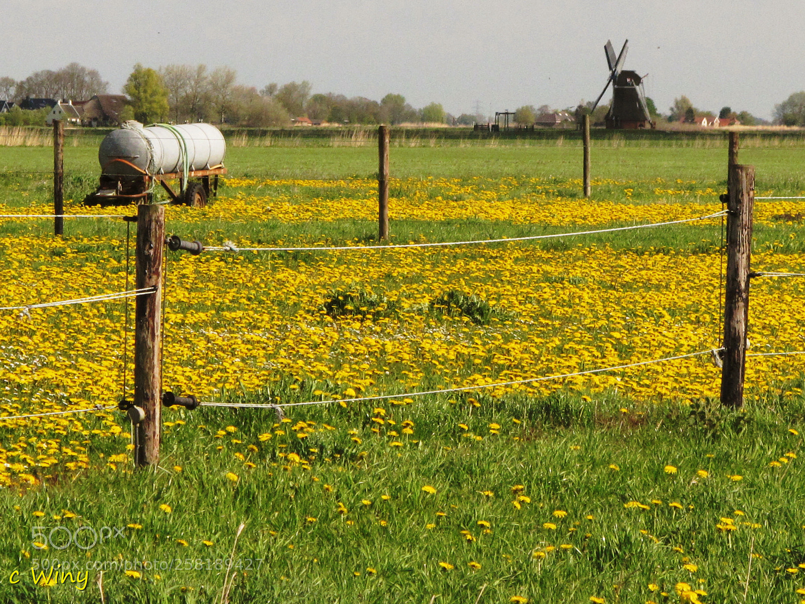 Canon PowerShot G11 sample photo. Dandelion field with wind photography