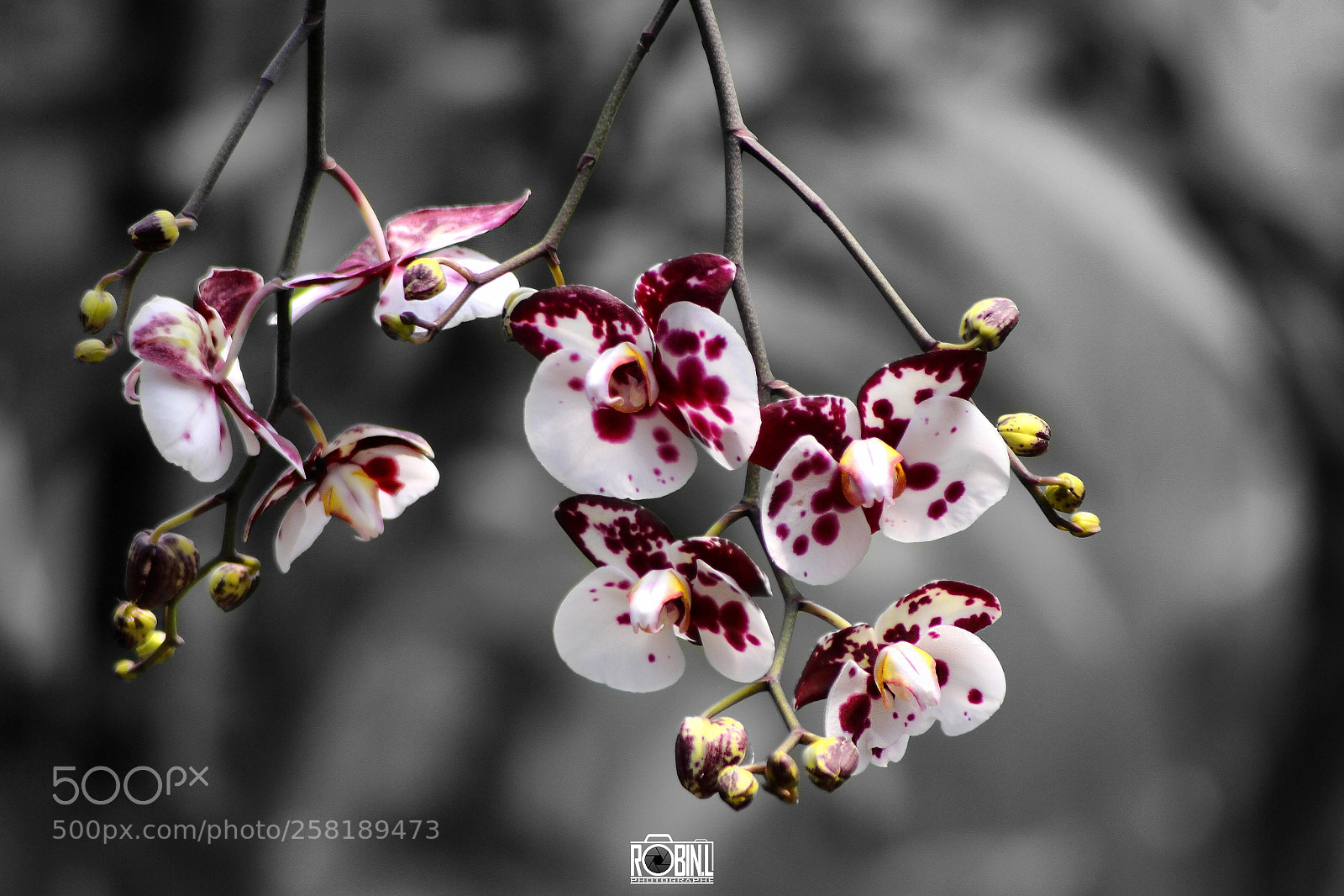 Canon EOS 7D sample photo. Orchid photography