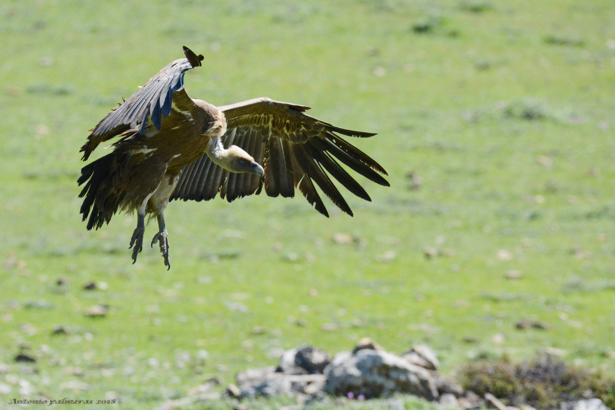 Nikon D7100 + Sigma 150-600mm F5-6.3 DG OS HSM | S sample photo. Curtido en mil batallas photography