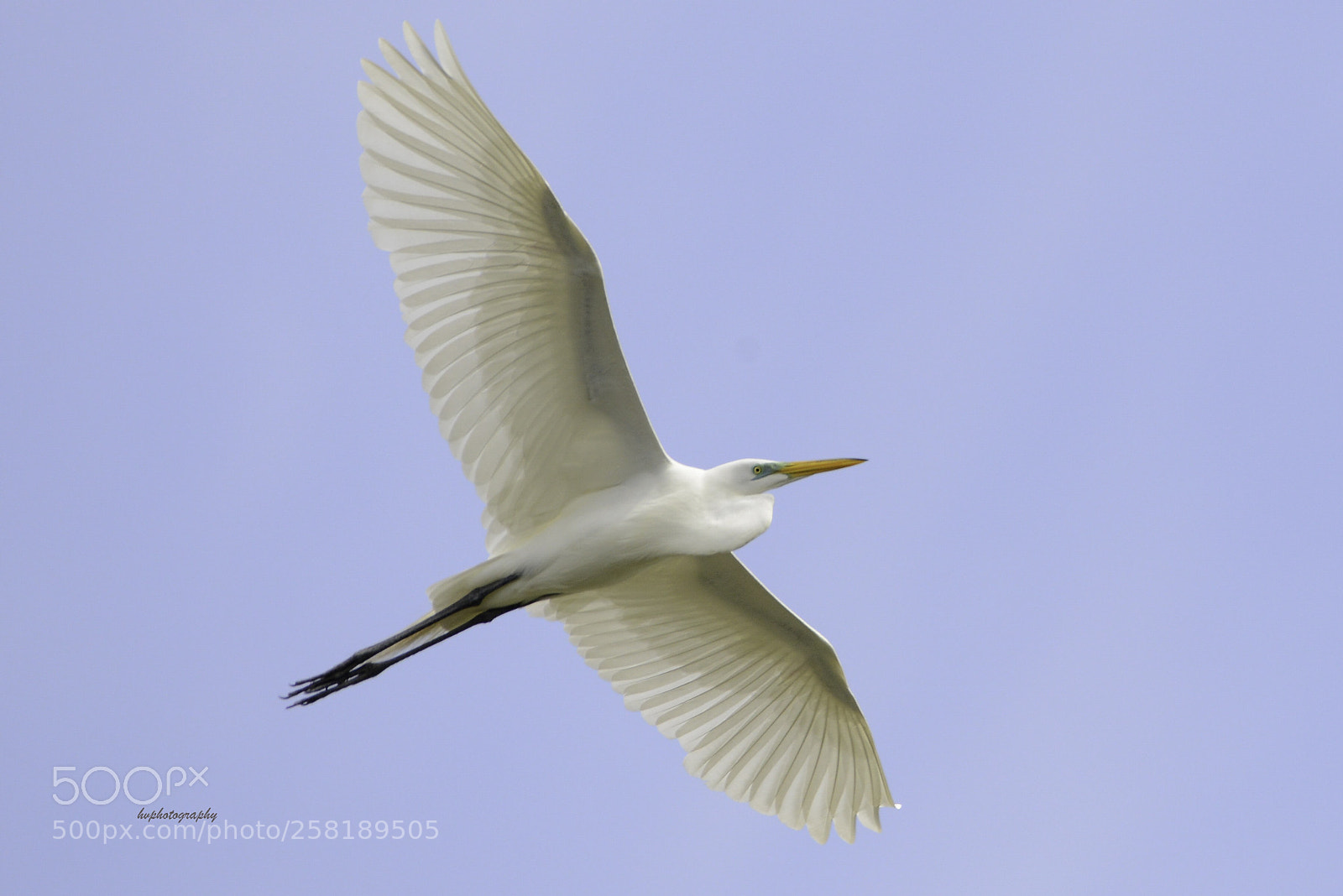 Nikon D800 sample photo. Snow egret flying.. photography