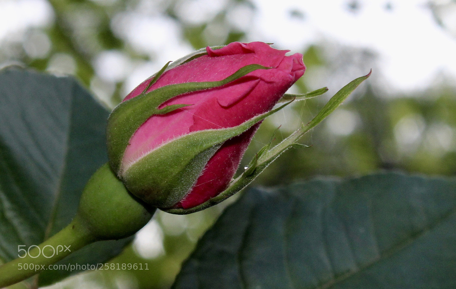 Canon EOS 1200D (EOS Rebel T5 / EOS Kiss X70 / EOS Hi) sample photo. Untitled photography