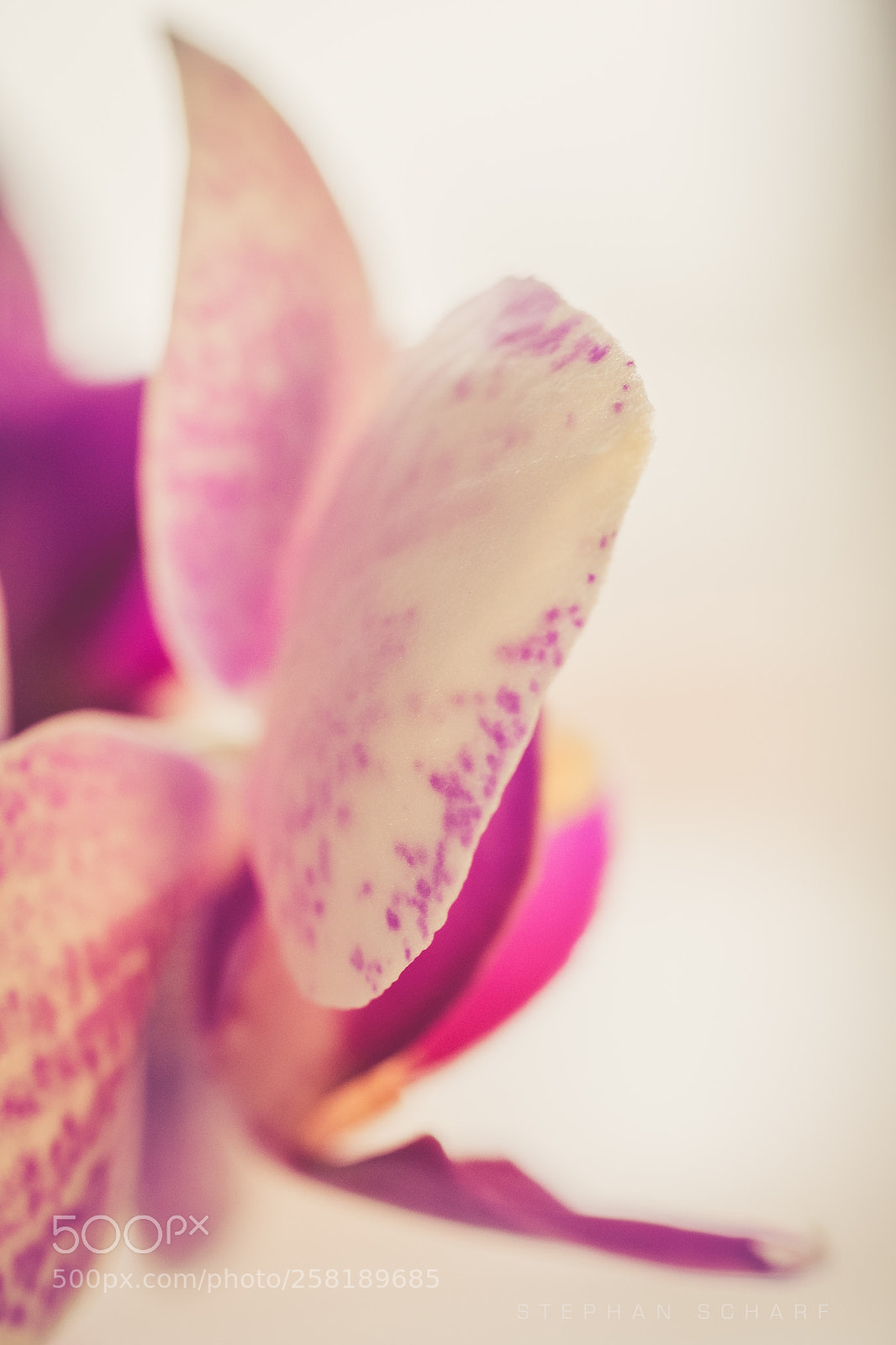 Fujifilm X-T10 sample photo. Orchid ii photography