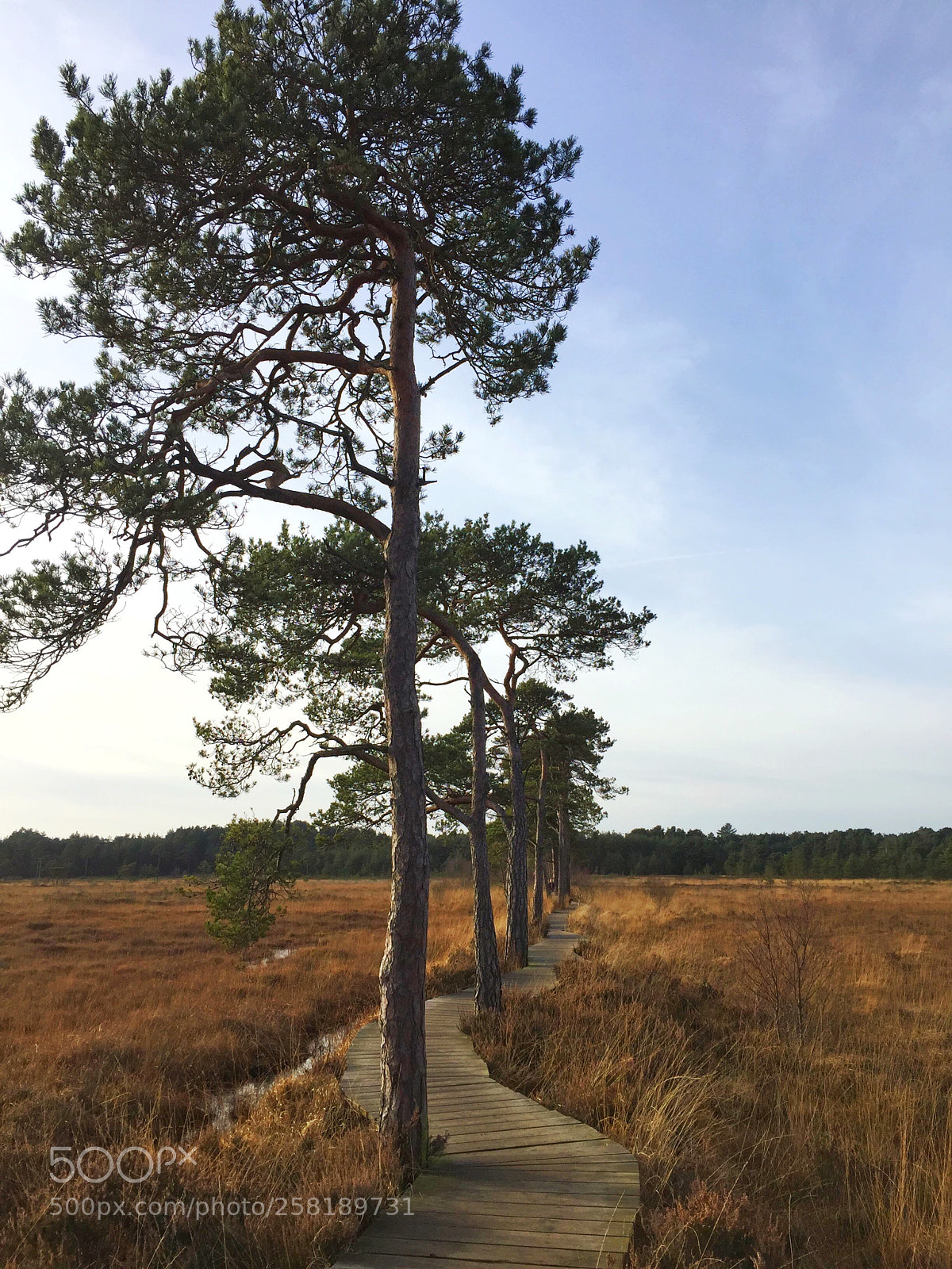 Apple iPhone 6 sample photo. Dragonfly path  photography