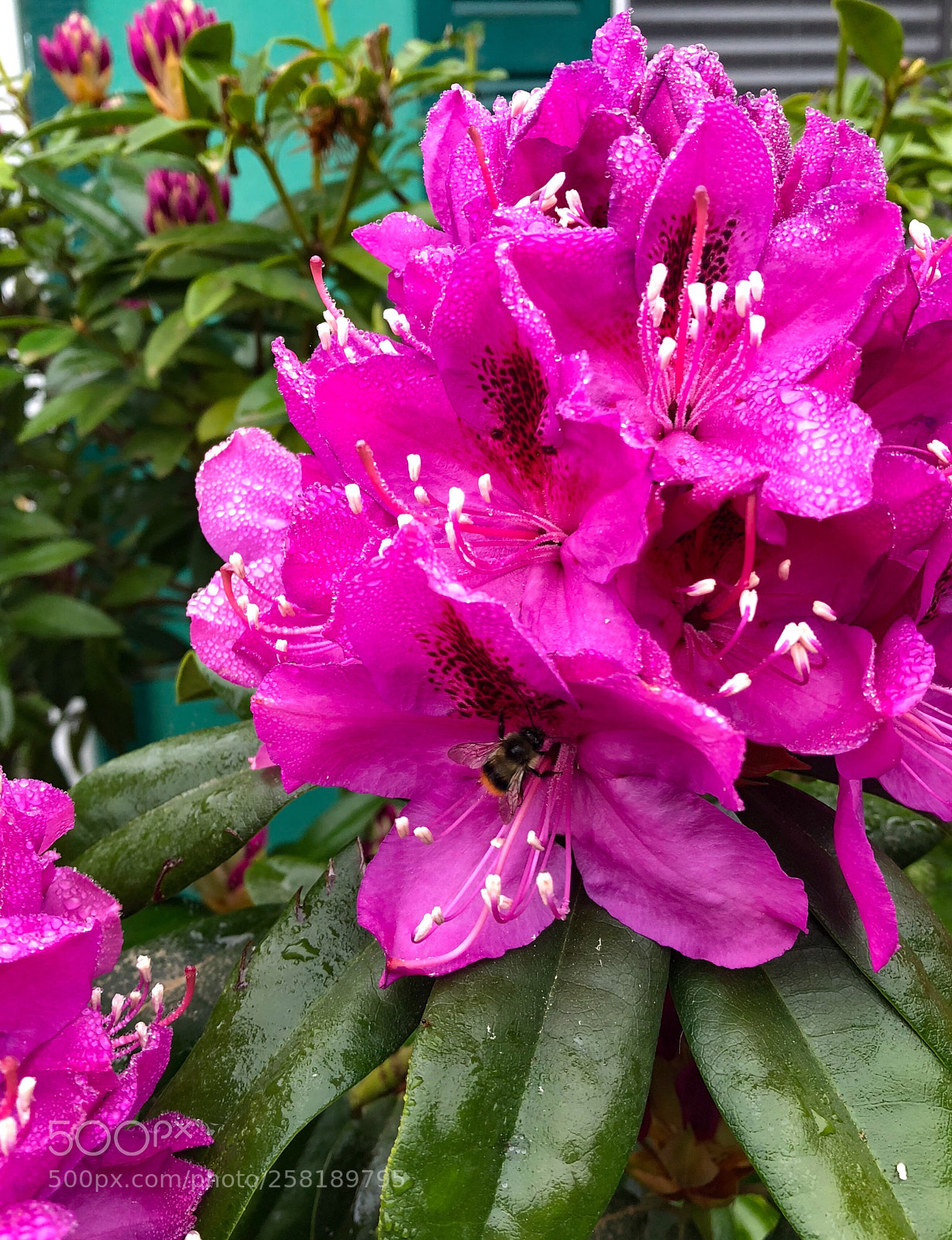 Apple iPhone X sample photo. Untitled photography