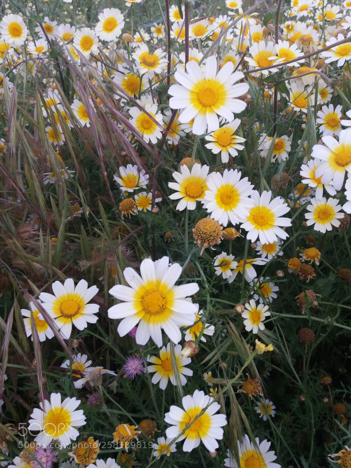 Samsung Galaxy J5(2016) sample photo. La variété photography