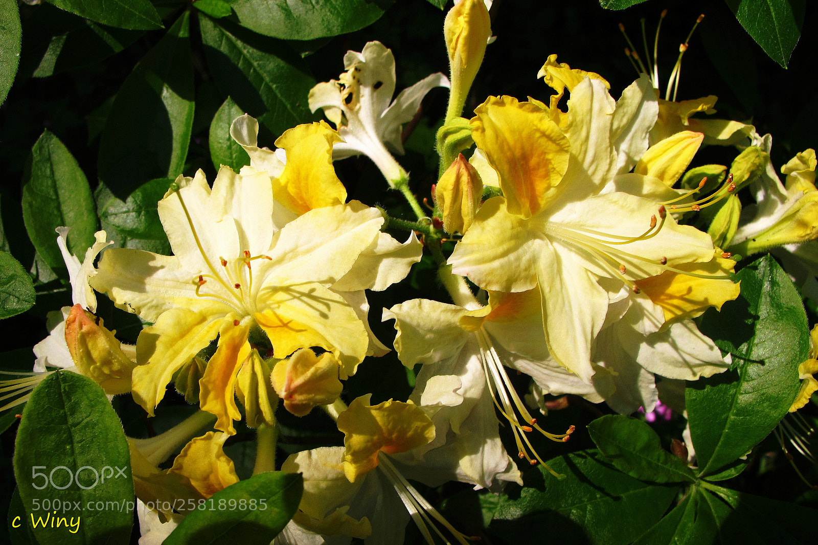 Canon PowerShot G11 sample photo. Rododendron in bright yellow photography