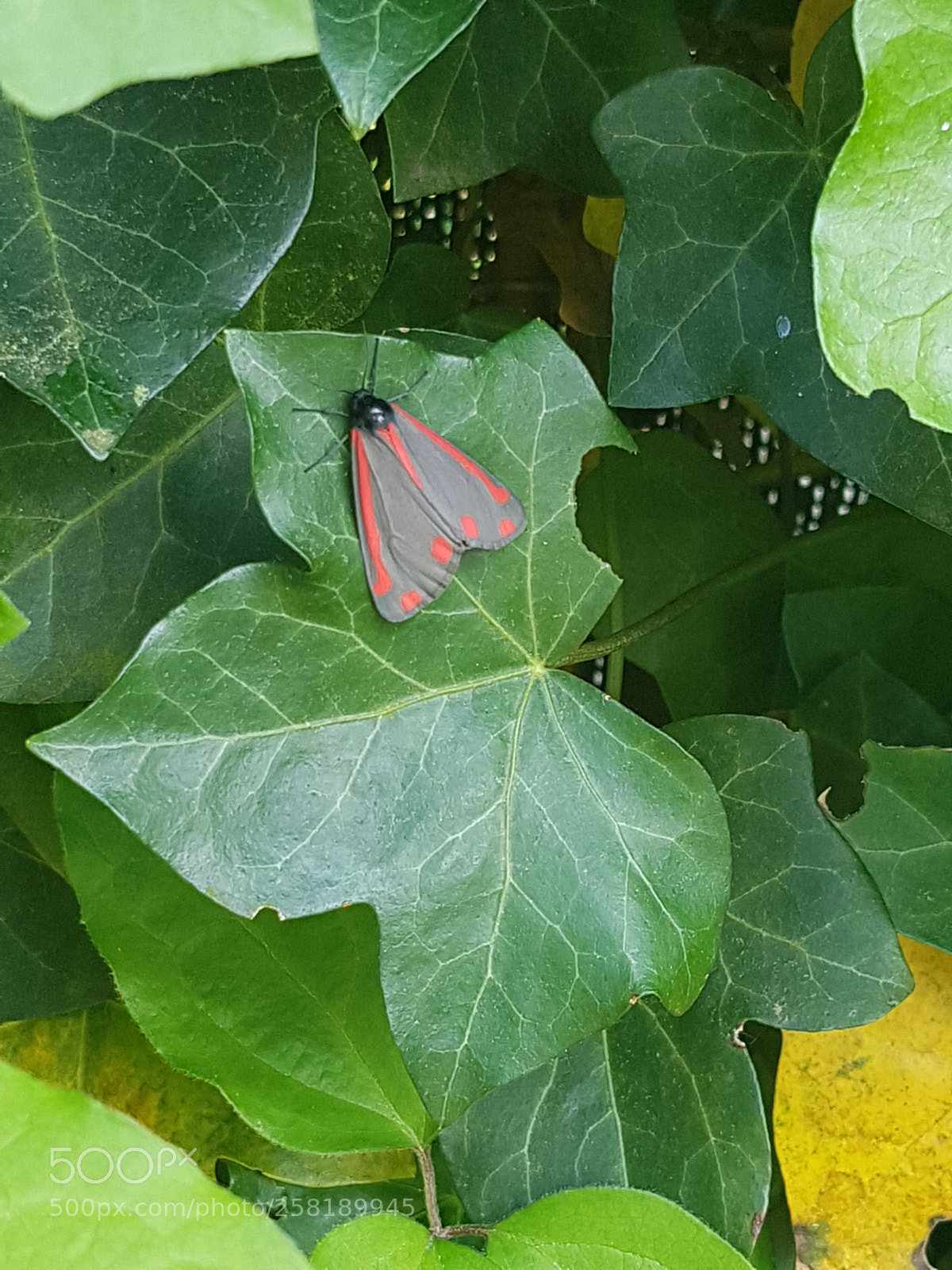 Samsung Galaxy S7 sample photo. My soul is painted photography