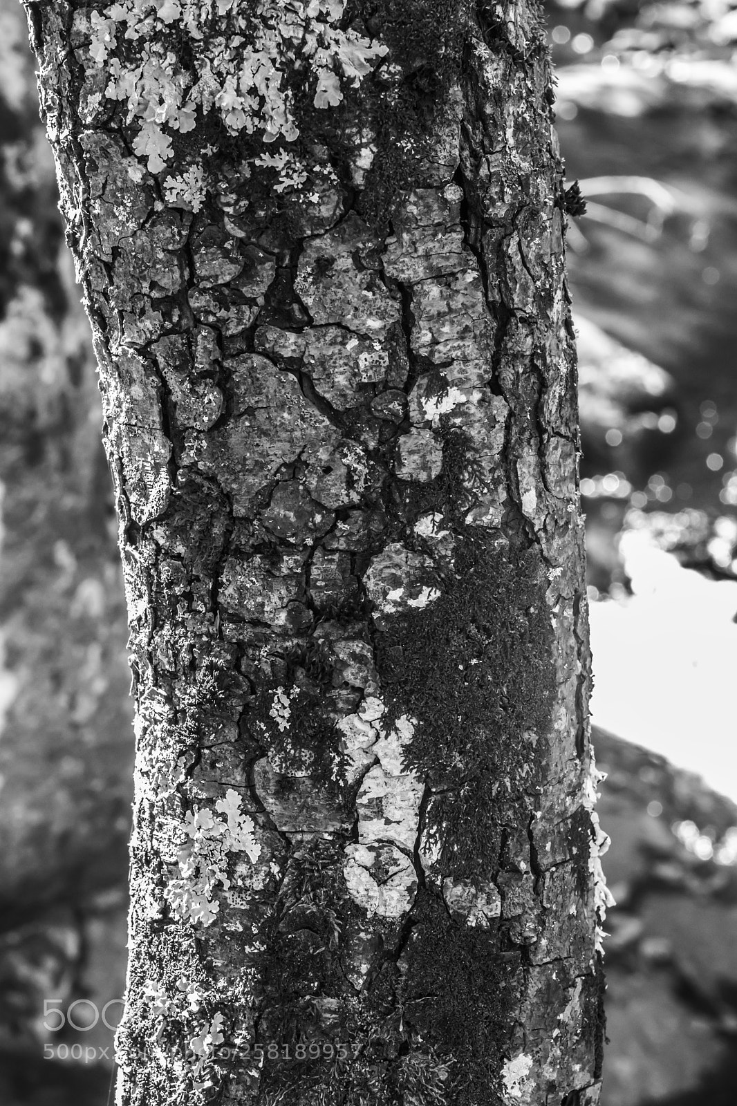 Nikon D5300 sample photo. Dsc photography