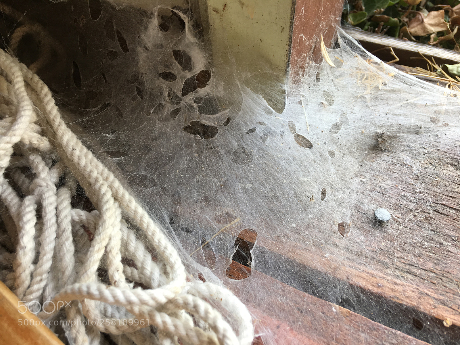Apple iPhone 6s Plus sample photo. Spiders art photography
