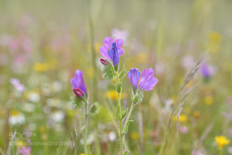 Nikon D610 sample photo. Explosi n de colores photography