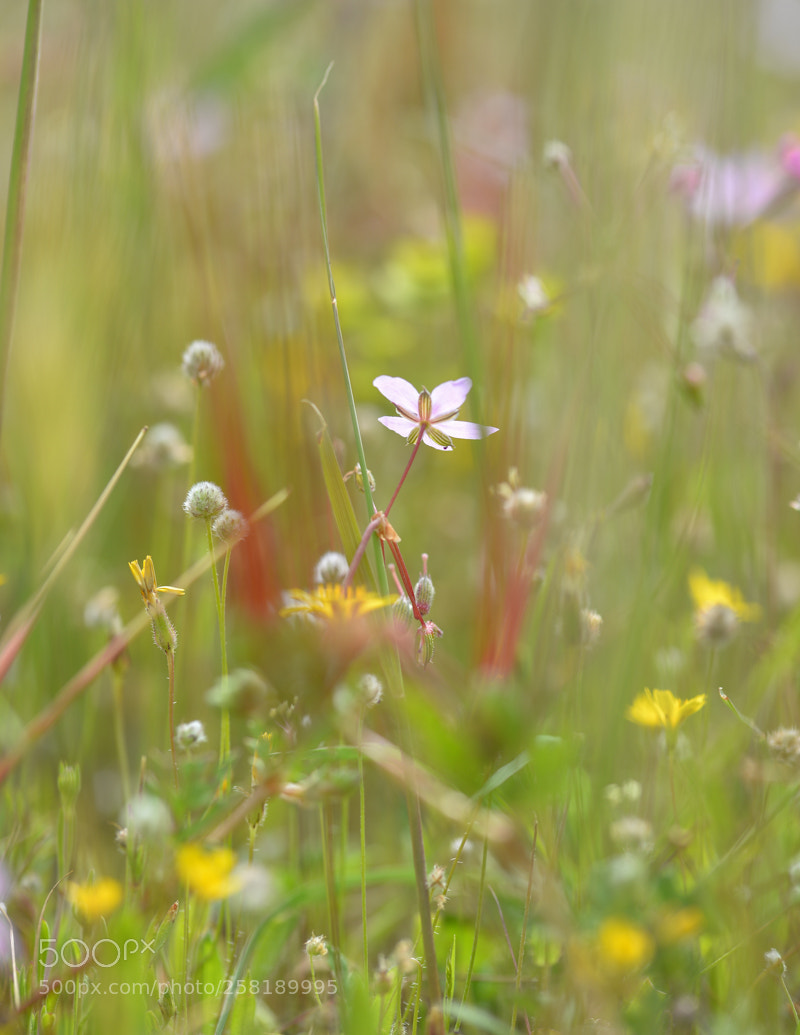 Nikon D610 sample photo. Explosi n de colores photography