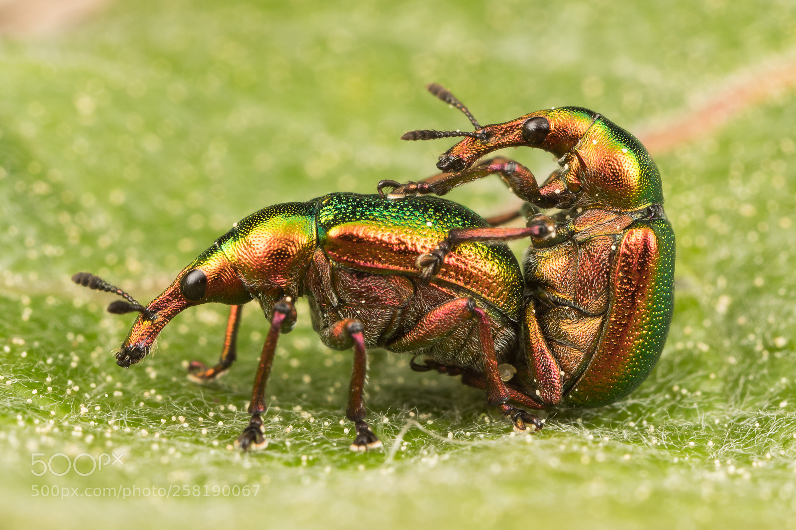 Canon EOS 5D Mark IV sample photo. Bigger birchroll weevil photography