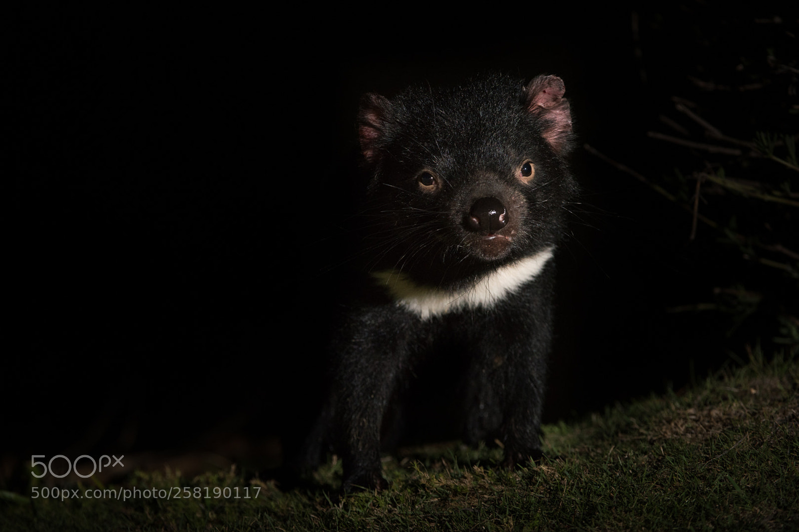 Nikon D810 sample photo. Tasmanian devil imp photography