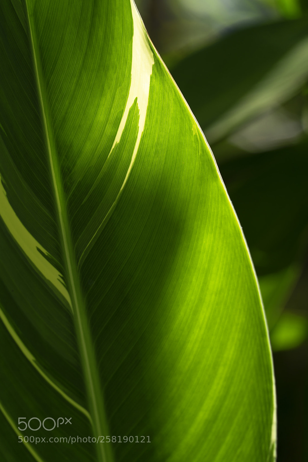 Sony a7R II sample photo. Leaf photography