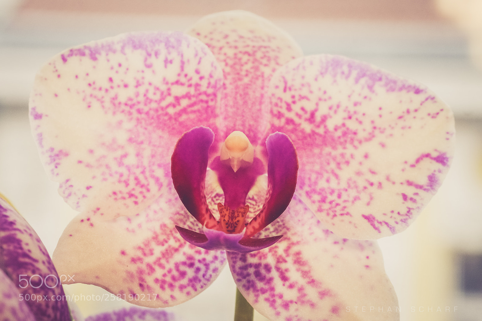 Fujifilm X-T10 sample photo. Orchid iii photography