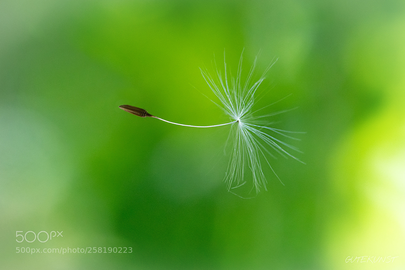 Sony a7R III sample photo. Flying n°1 photography