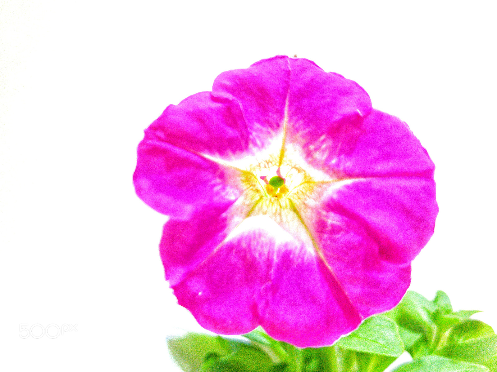 Samsung Galaxy S8+ sample photo. Petunia_bloom photography