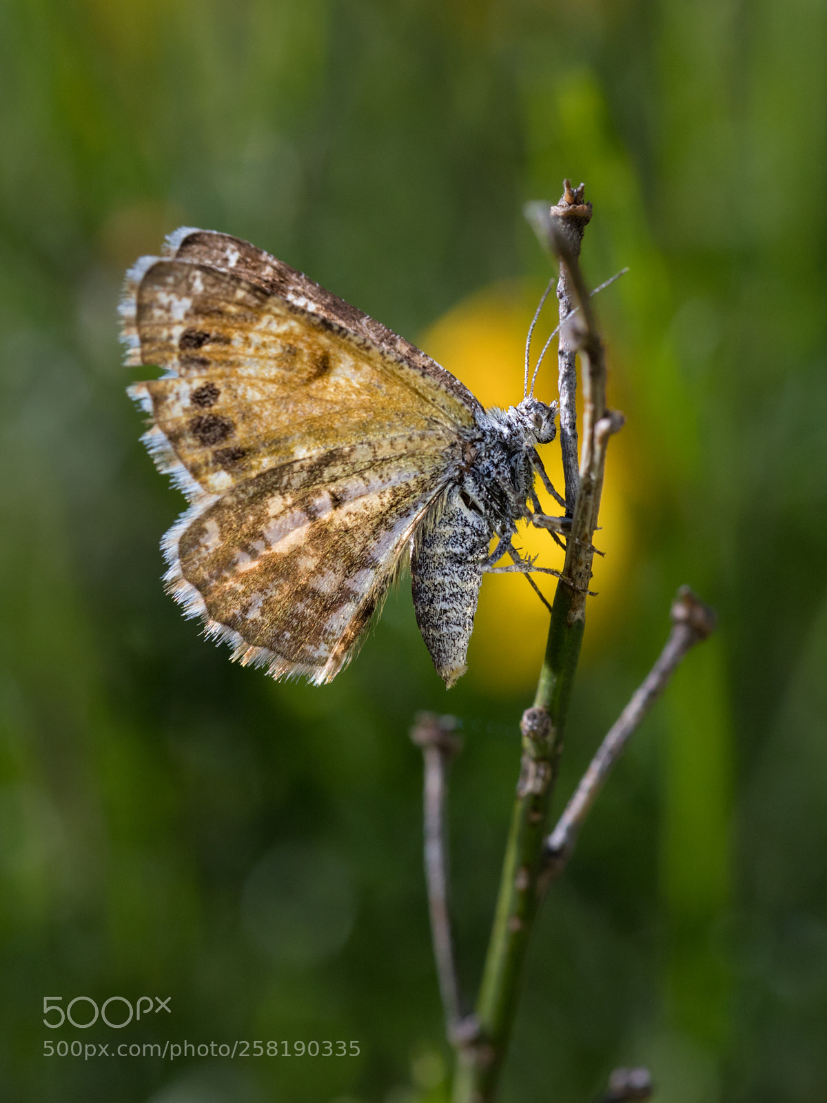Canon EOS 6D Mark II sample photo. Butterfly  050518-2527 photography