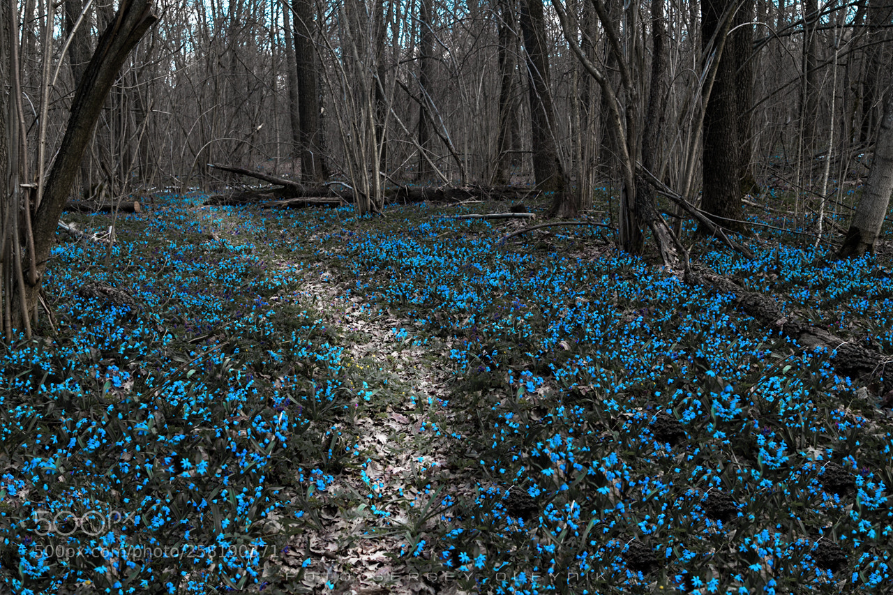 Canon EOS 5D Mark II sample photo. Img photography