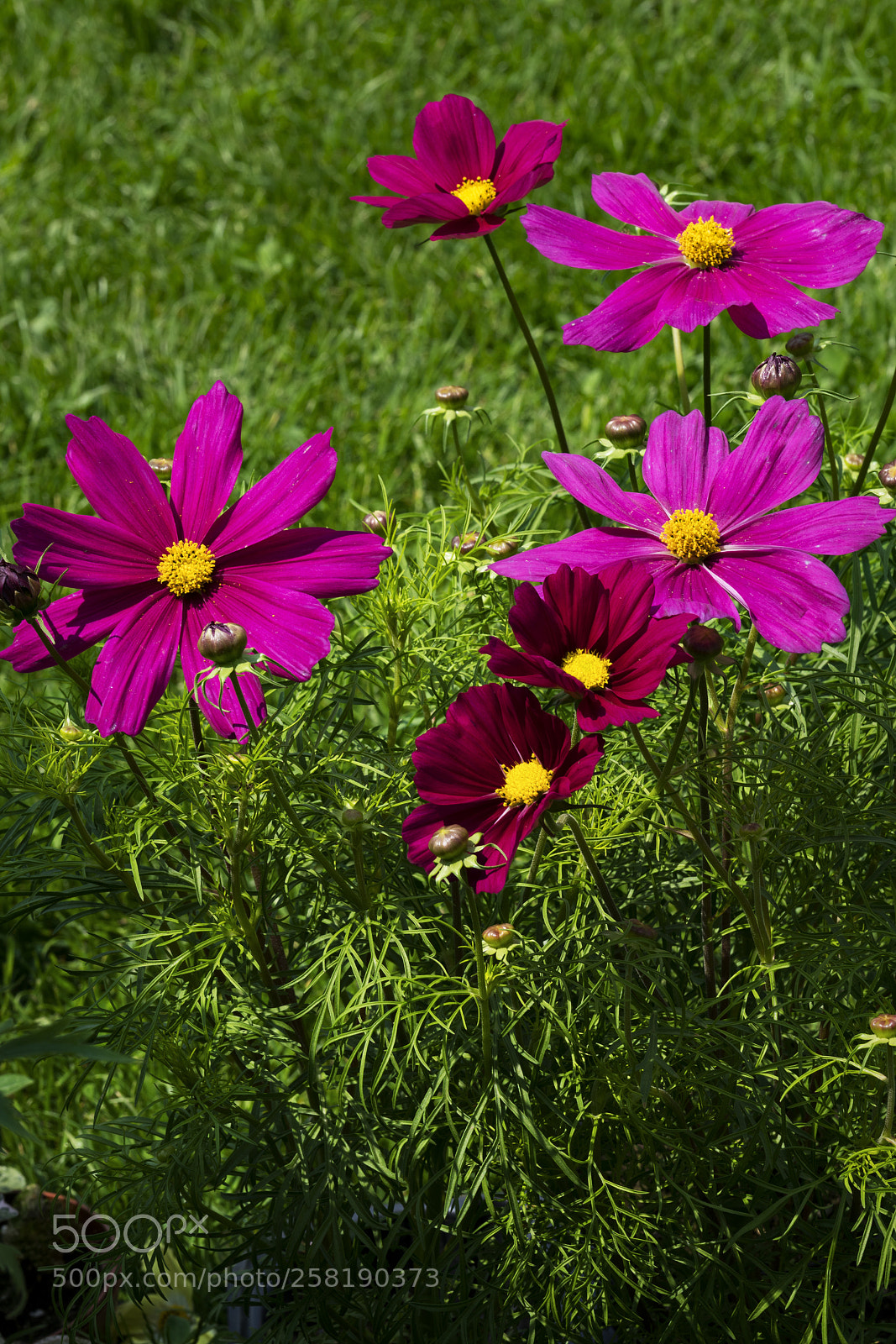 Sony a7R III sample photo. When colors make the photography