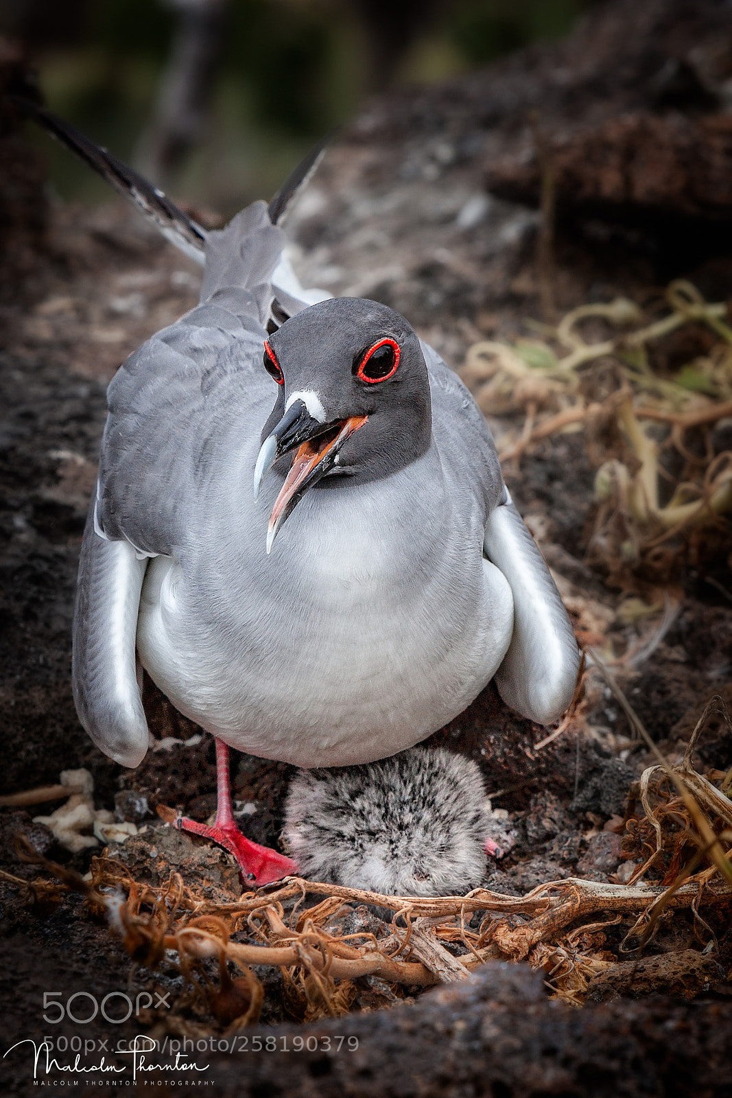 Canon EOS 5D Mark II sample photo. Swallow-tailed gull and baby photography