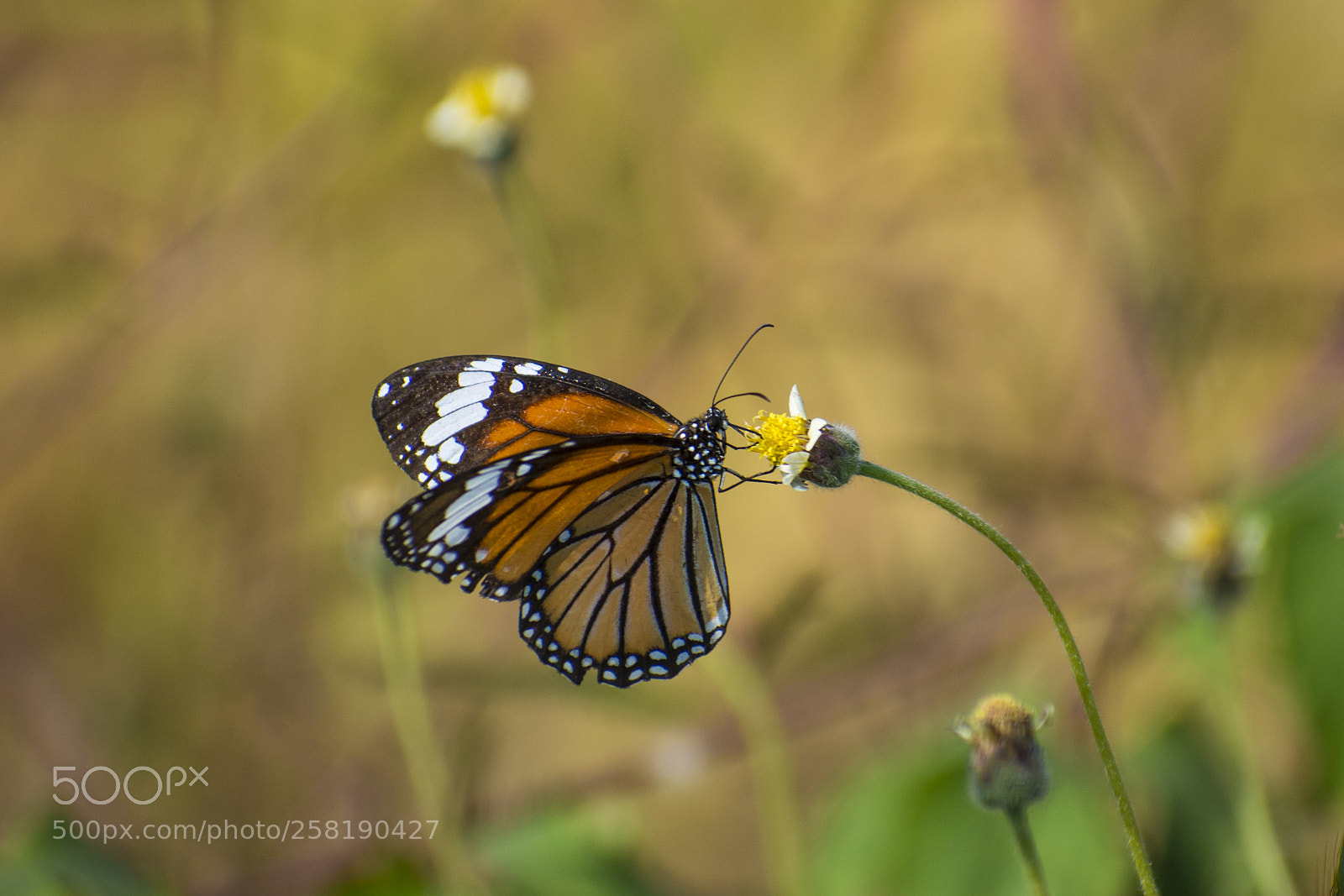 Nikon D5200 sample photo. Nectaring photography