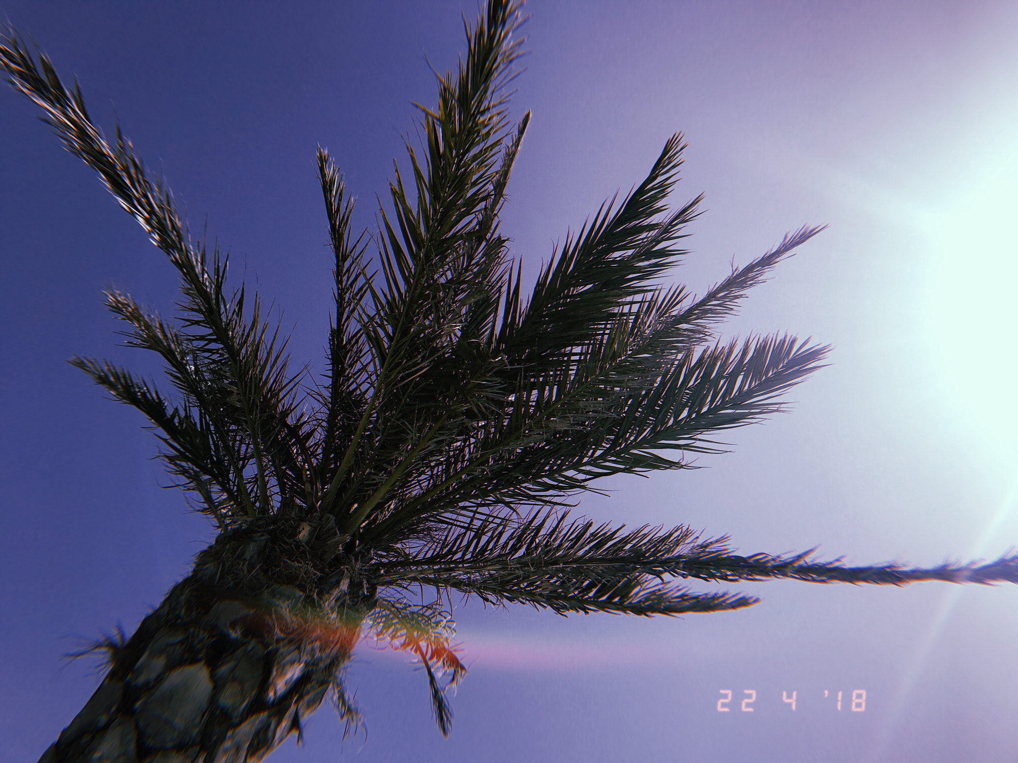 Apple iPhone sample photo. Sunbathing with palm tree views photography