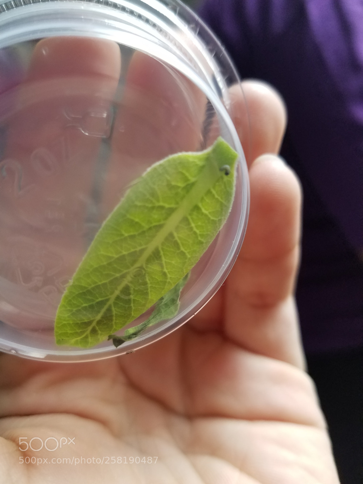 Samsung Galaxy S7 sample photo. The first monarch catapillar photography