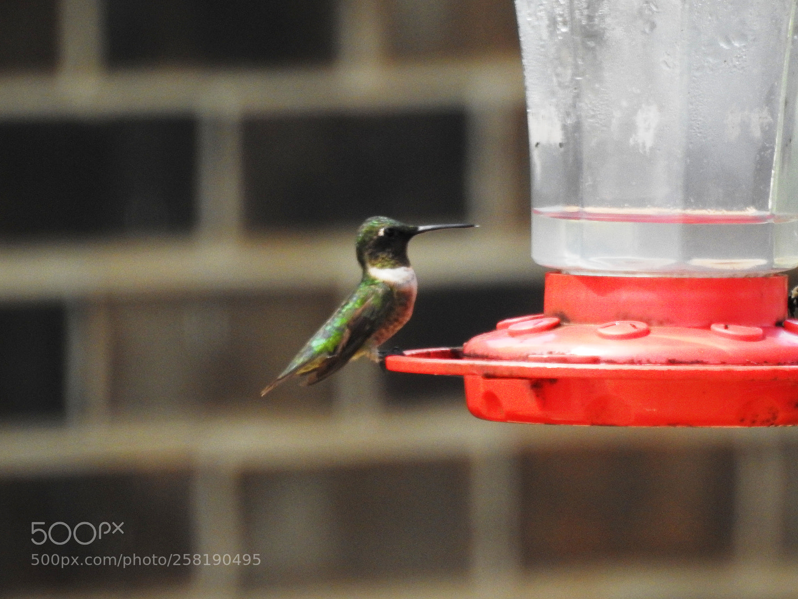 Nikon Coolpix P900 sample photo. Hummingbird photography