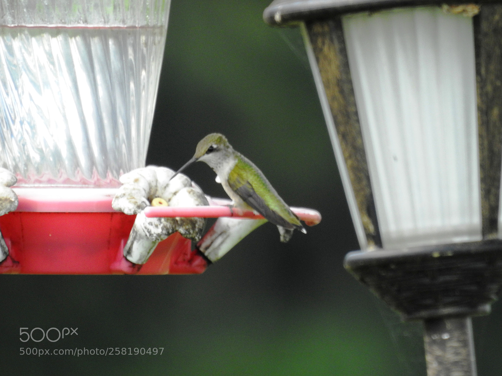 Nikon Coolpix P900 sample photo. Hummingbird photography