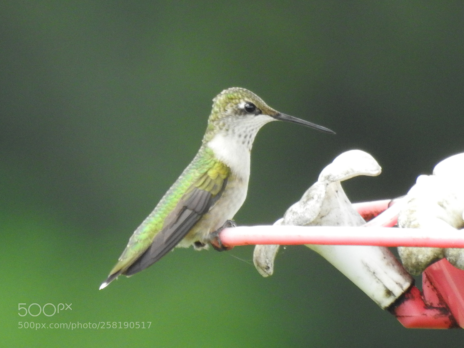 Nikon Coolpix P900 sample photo. Hummingbird photography