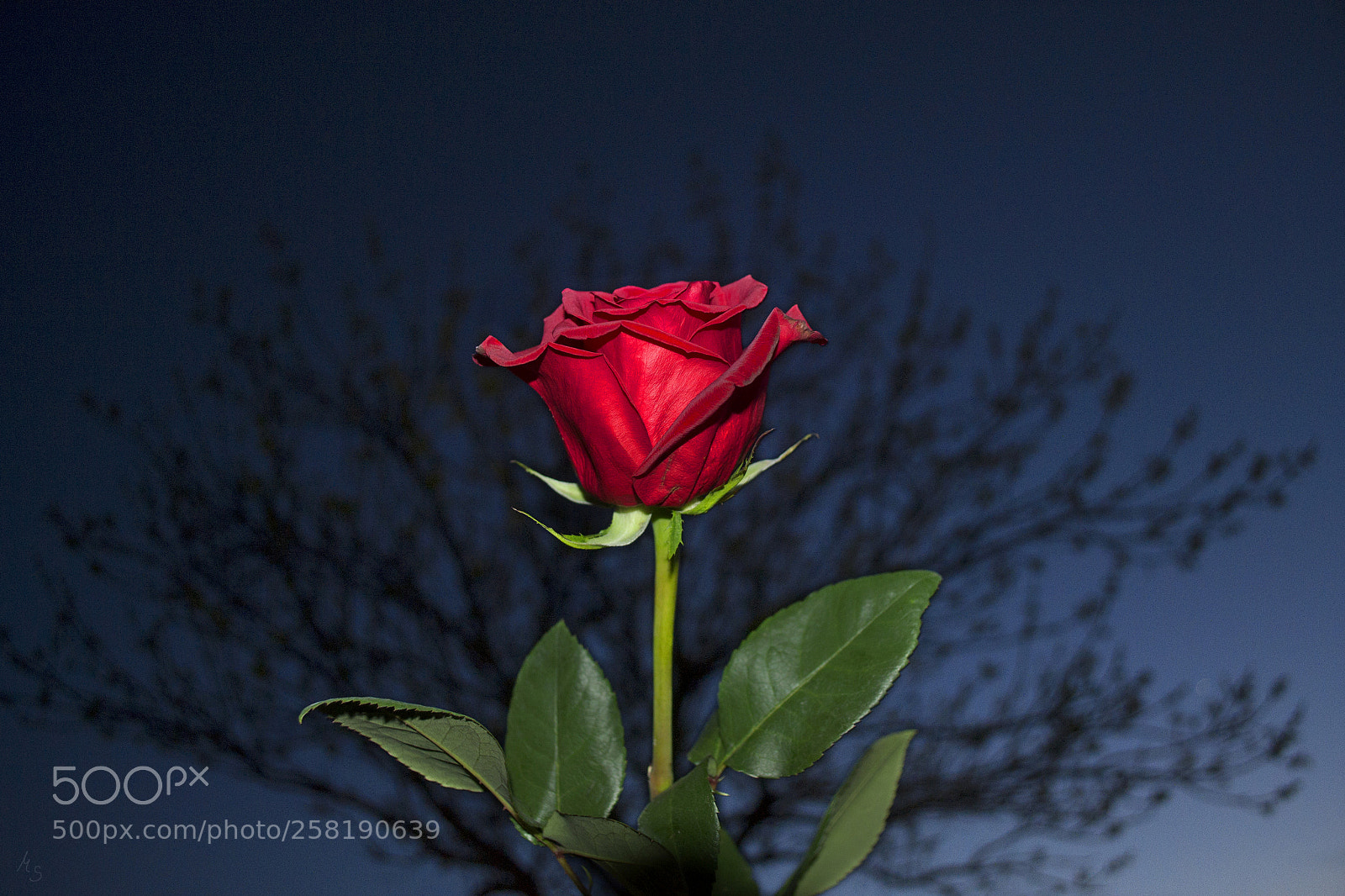 Nikon D3100 sample photo. Rose shallow depth of photography