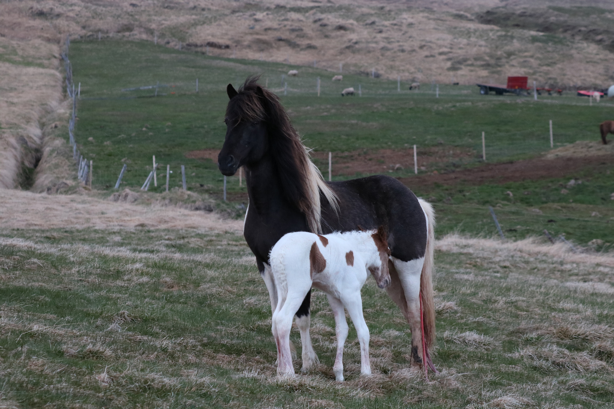 Canon EF 70-300 F4-5.6 IS II USM sample photo. Ný bökuð móðir / mother love photography