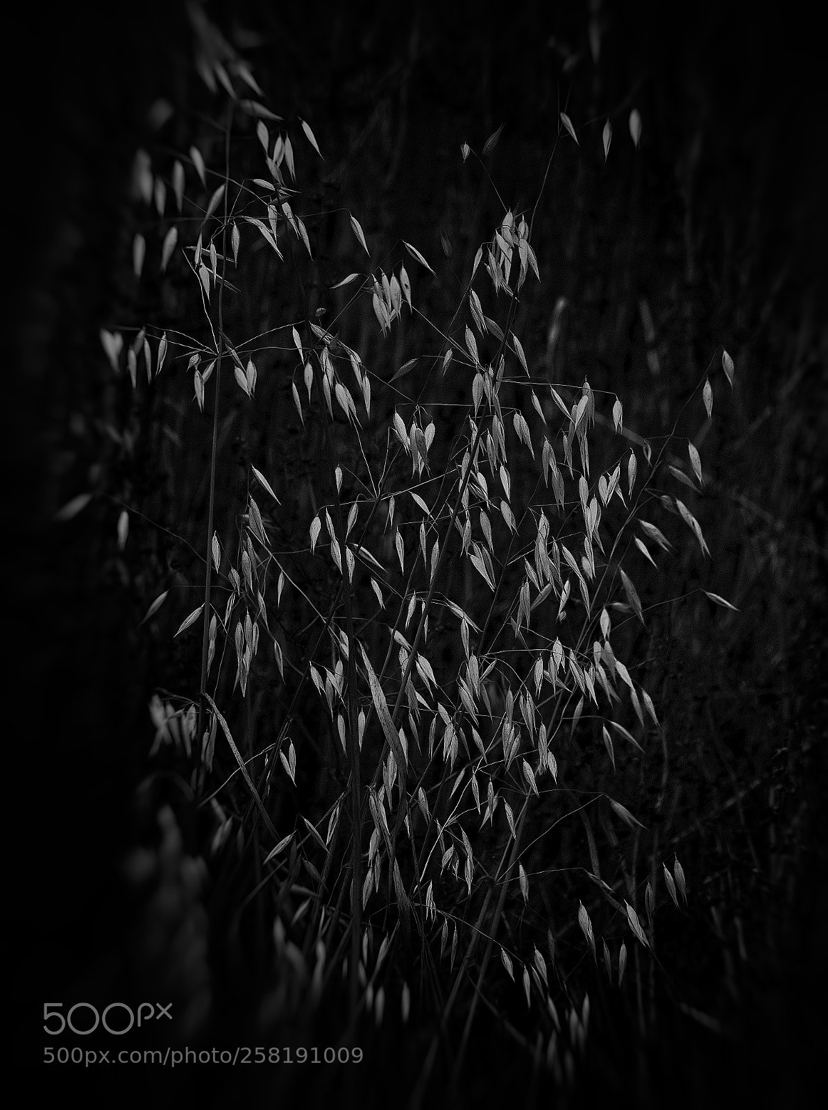 Fujifilm X-T2 sample photo. Emerge photography
