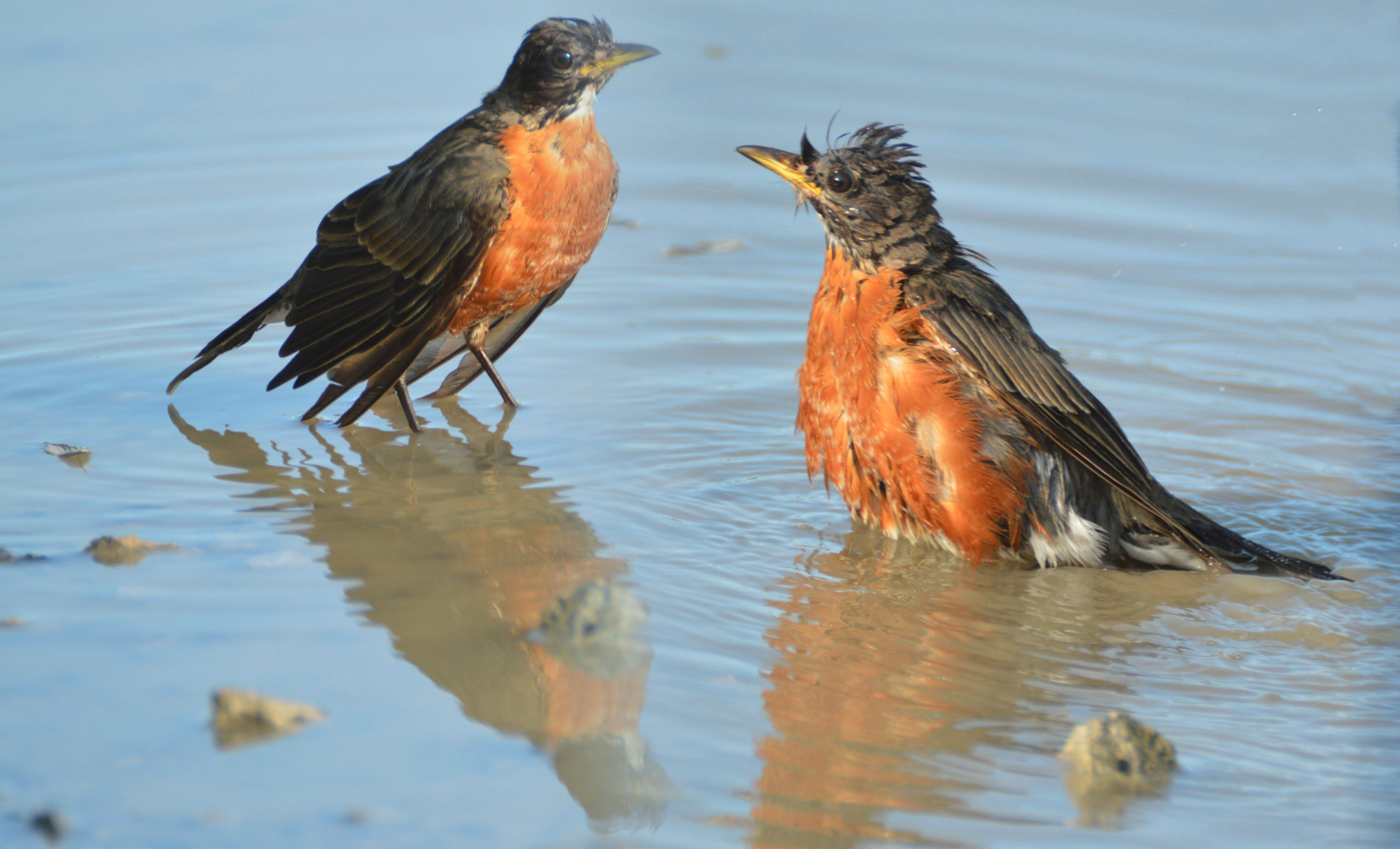 Nikon D3200 sample photo. Splish splash. photography