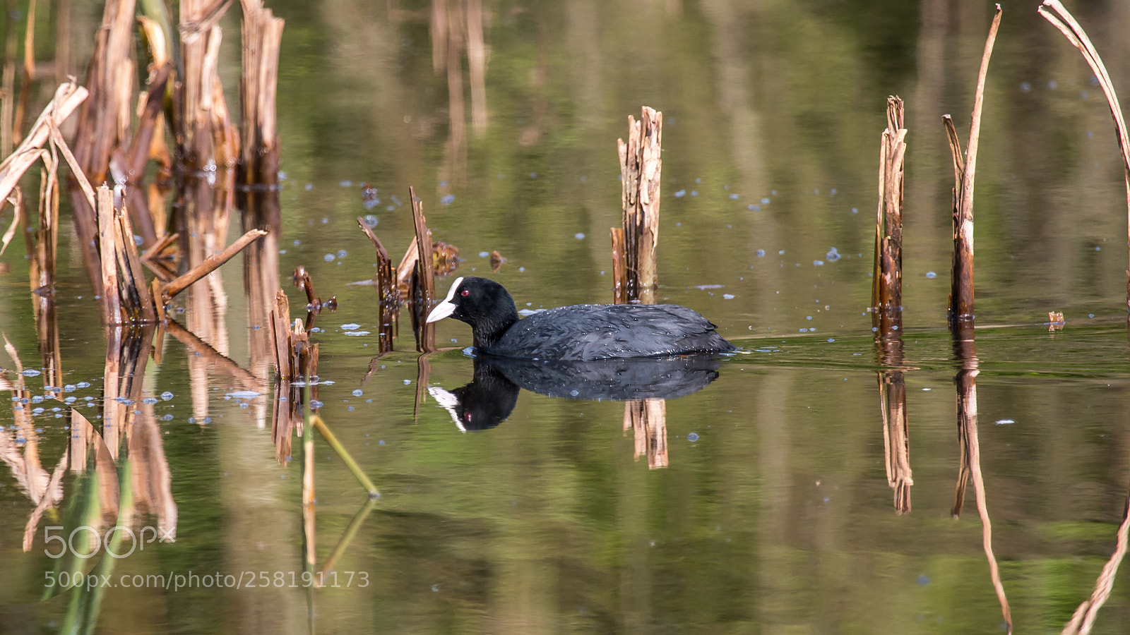 Canon EOS 70D sample photo. Coot photography