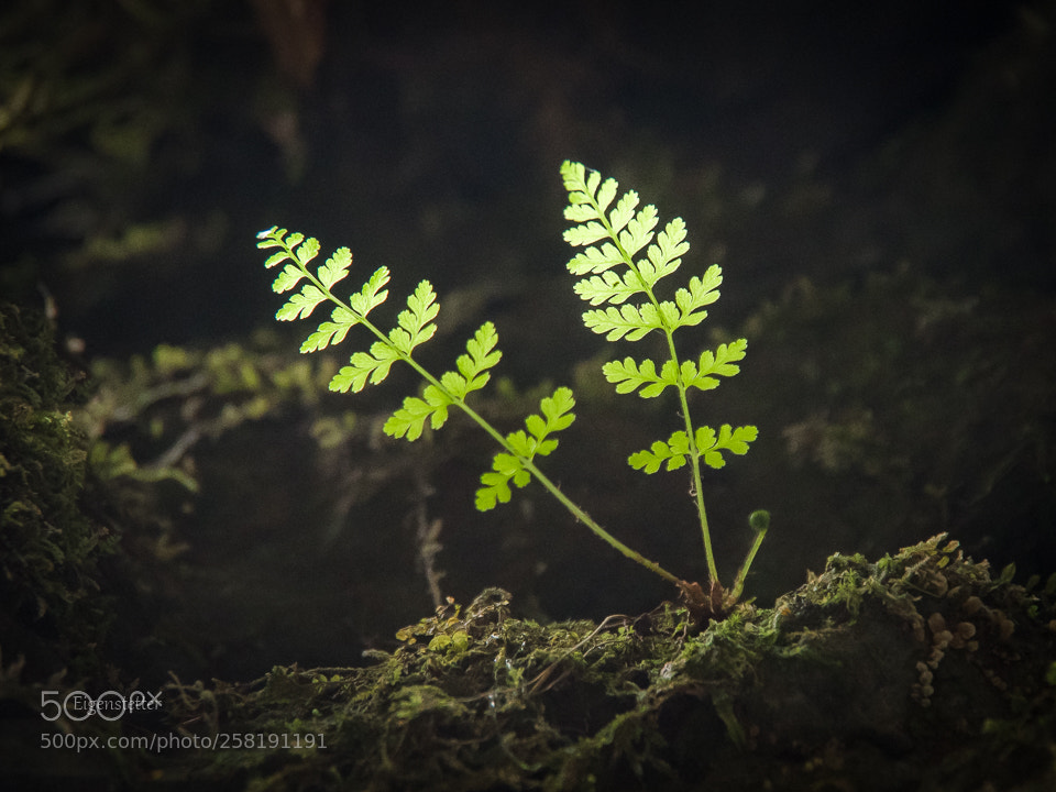 Pentax K-70 sample photo. Fern in the silent photography