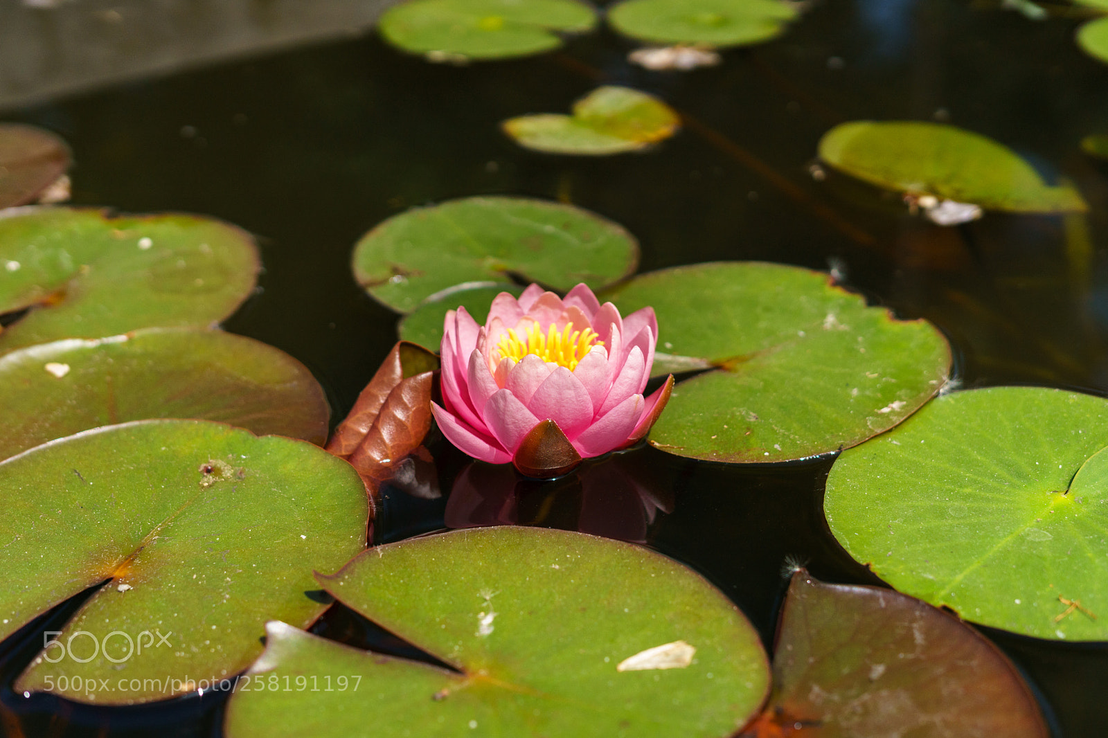 Sony a7 II sample photo. Dsc photography