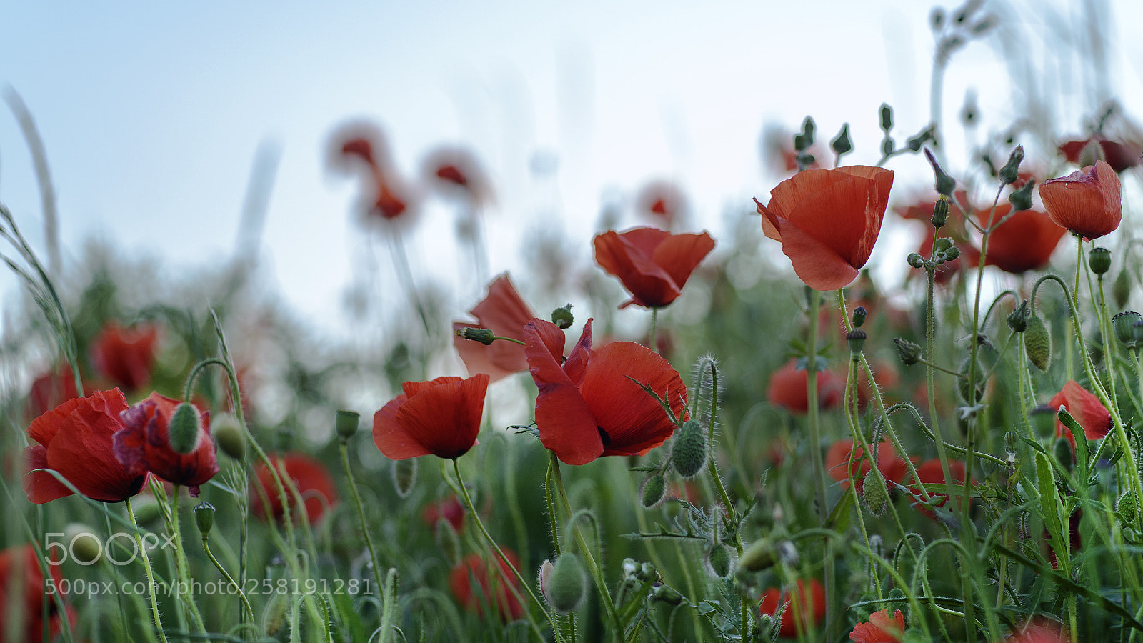 Nikon D800 sample photo. Papaversfield photography