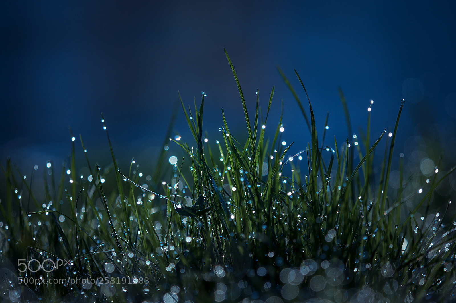 Olympus OM-D E-M5 II sample photo. Morning dew on the photography
