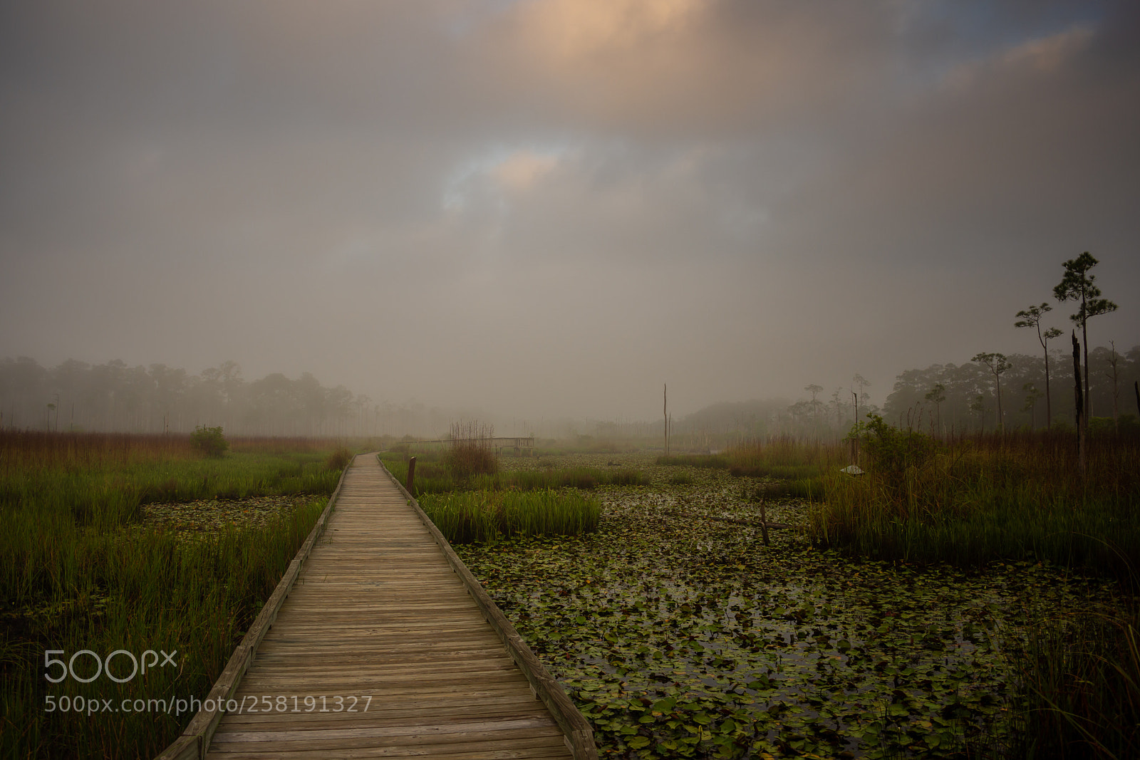 Nikon D7200 sample photo. Morning walk photography