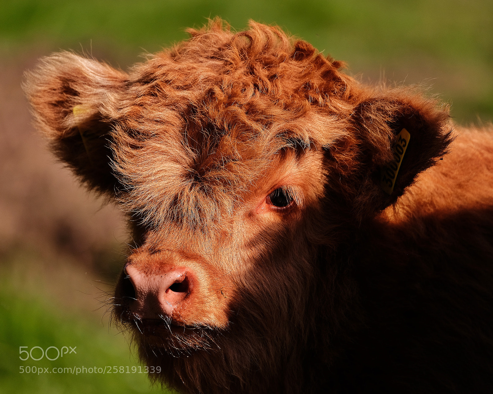 Fujifilm X-T2 sample photo. Please don't eat me.... photography