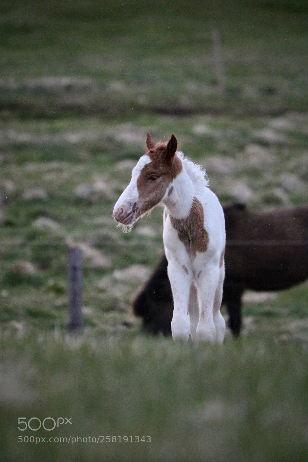 Canon EOS 750D (EOS Rebel T6i / EOS Kiss X8i) sample photo. Fyrsti dagurinn first day photography