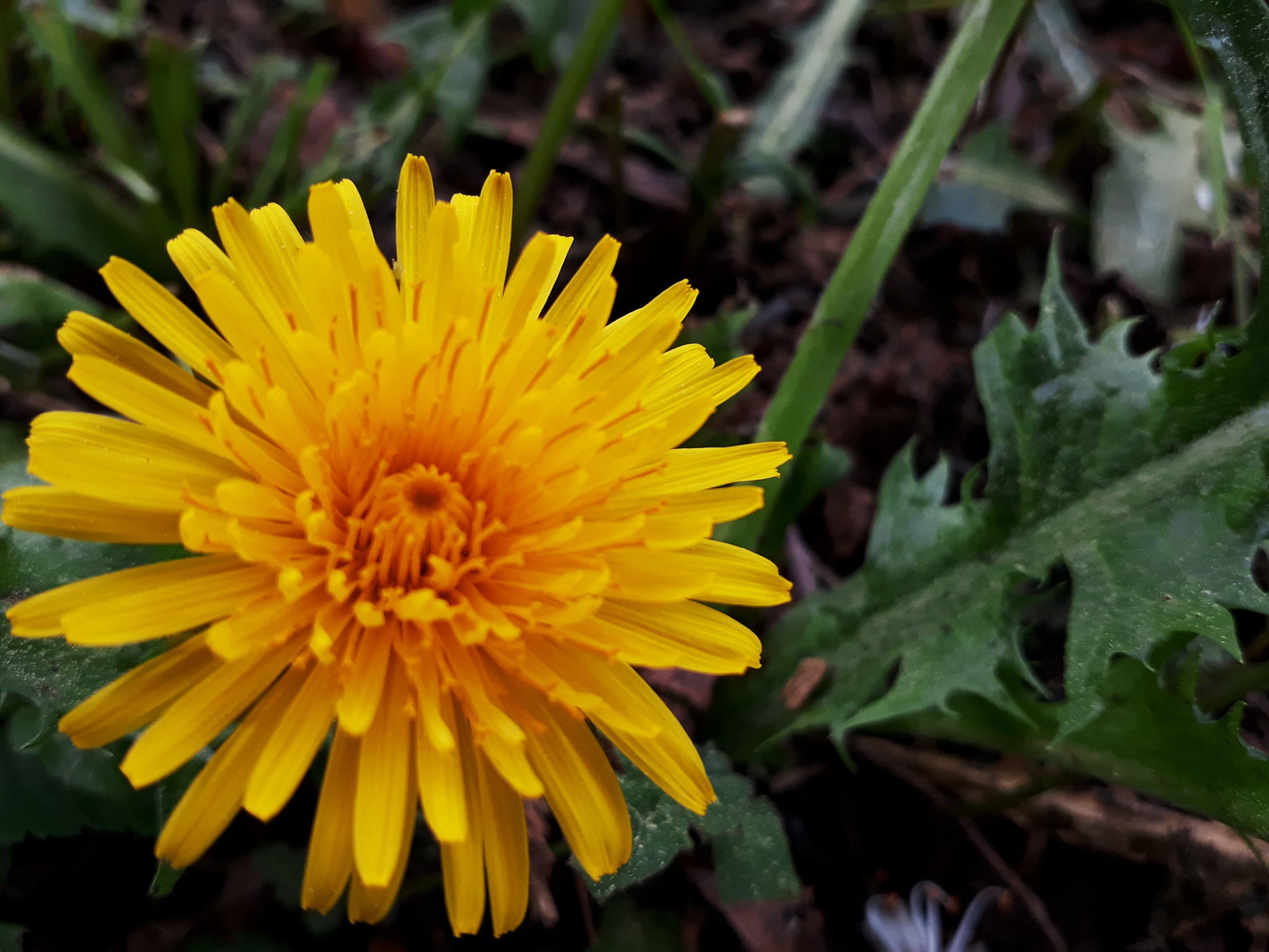 Samsung Galaxy A3(2017) sample photo. Blume q photography