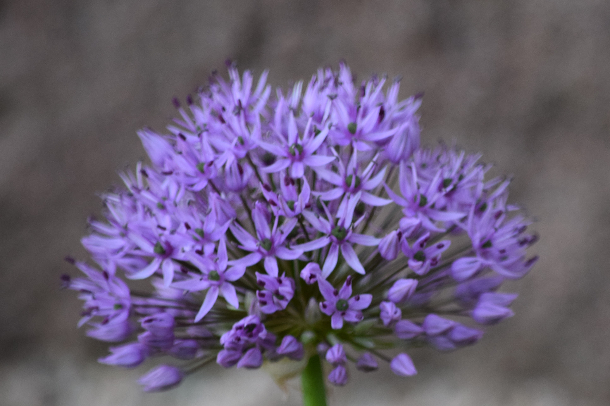 Nikon D5300 sample photo. () photography