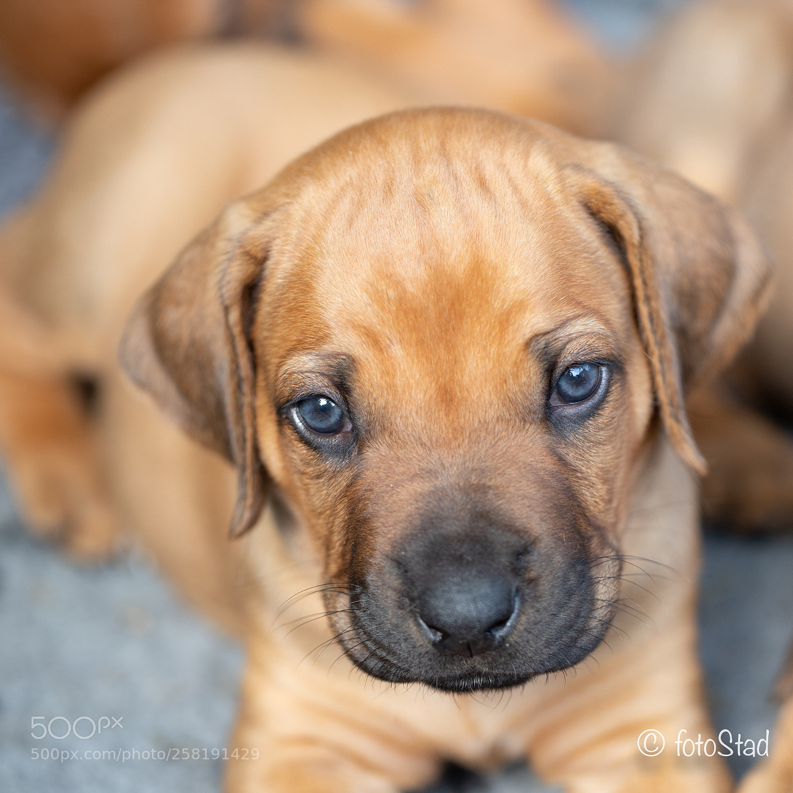 Canon EOS 6D Mark II sample photo. Puppy photography