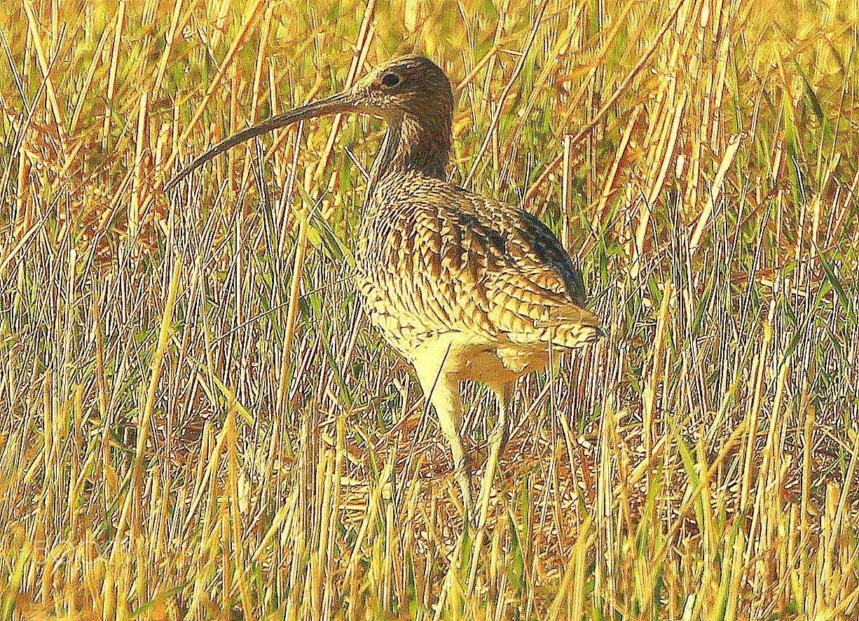 Canon EF 70-300mm F4.5-5.6 DO IS USM sample photo. The curlew in the field... photography