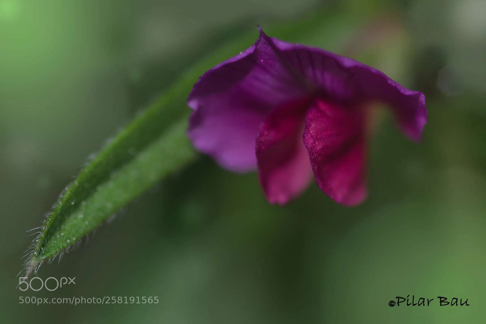 Nikon D3100 sample photo. Pequeña flor. photography